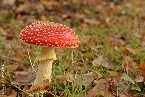Fliegenpilz (Amanita muscaria)