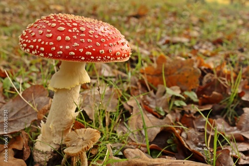 Fliegenpilz (Amanita muscaria)