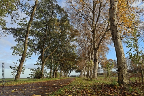 Die Allee des Jahres 2025 in Leybuchtpolder (Ostfriesland)