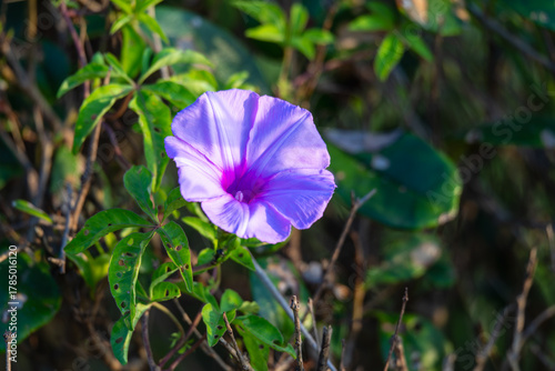 A beautiful close-up video of a vibrant purple morning glory flower filmed on Waishuangxi Beach in Keelung Taiwan. The flower stands out against the green leaves and brown soil.