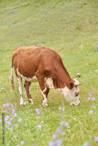 Konstfotografi Brown and white cow grazing in green meadow surrounded by wildflowers on a sunny day