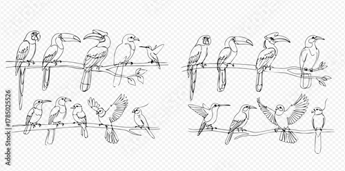 Detailed line art illustration of various tropical birds perched on branches, showcasing different species in a hand-drawn style.