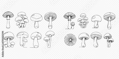 Hand-drawn black and white illustrations of various types of mushrooms, including fly agaric and other fungi, on a transparent background.