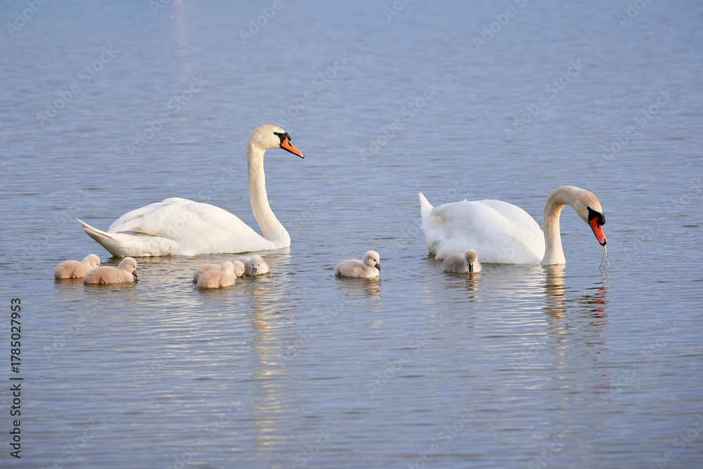Fototapeta premium Mute Swans with cygnets on a lake eating vegetation ( Cygnus Olor )