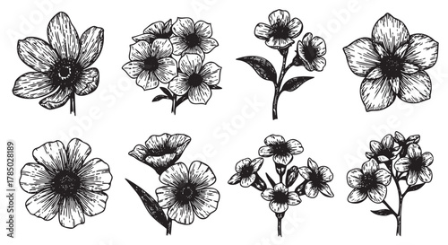Black and white set of various detailed floral illustrations with different types of flowers, including daisies and petals, showcasing botanical diversity.