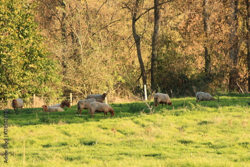 Moutons solognotes