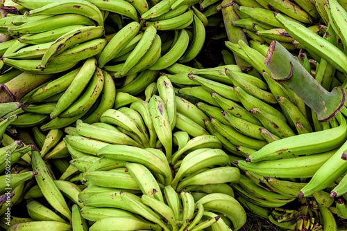 A harvest of green Bananas