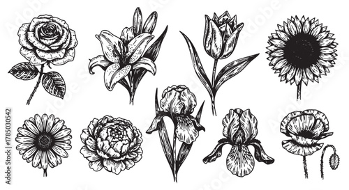 Detailed black and white illustration of various flower species, including a rose, lily, tulip, sunflower, and daisy, arranged in a grid.