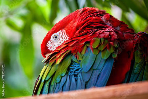 A Red-and-green macaw (Ara chloropterus)