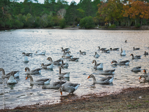 Greylag geese swimming in a lake in France