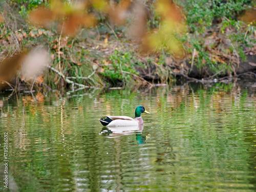 Male mallard swimming in the lake at the Le Teich observatory, France