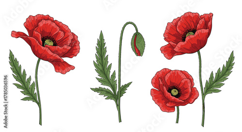Beautiful hand drawn red poppies and poppy buds with green leaves set.