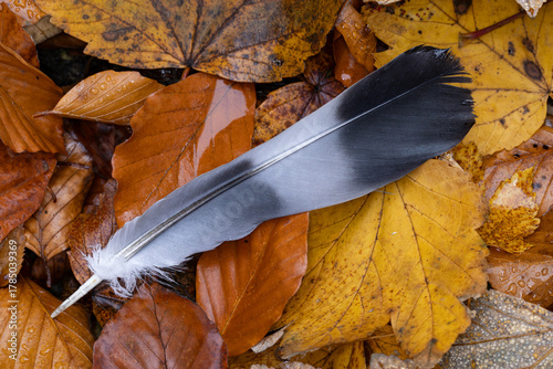 tail feather of a common woodpigeon (columba palumbus) found on autumn leaves