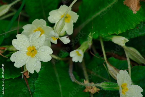 Primula