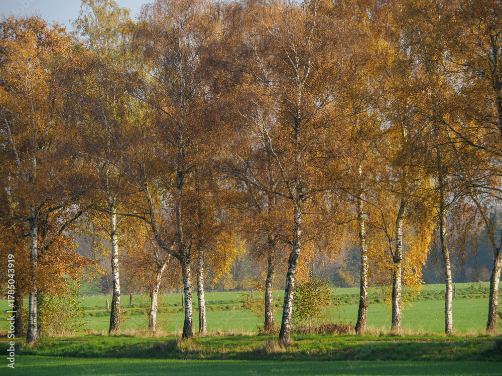 Naklejka premium Das Münserland im Herbst