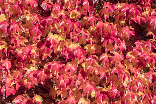 Dense ivy leaves in red, pink, and orange cover a wall, conveying a warm autu...