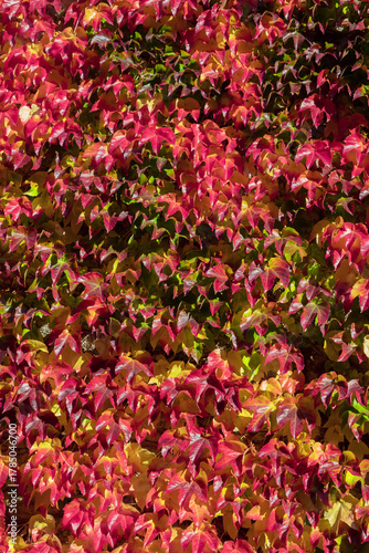Autumn Ivy Wall Burst With Red Pink Yellow Leaves Creating Colorful Fall Foli...