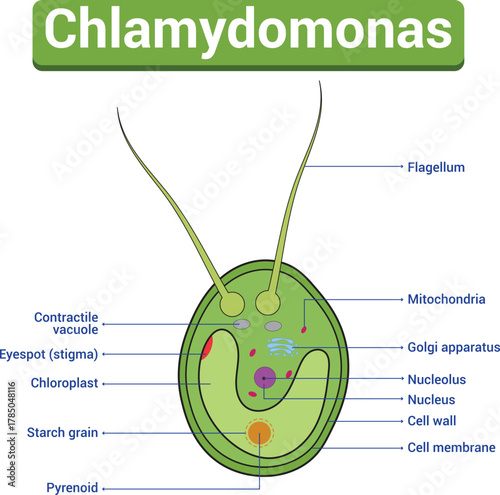 Chlamydomonas Algae Cell Structure Educational Biology Diagram Illustration