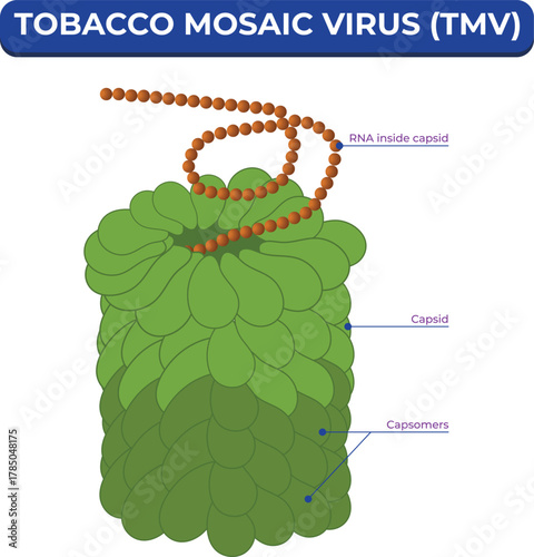 Tobacco Mosaic Virus TMV Structure Vector Illustration in Real Color on White Background