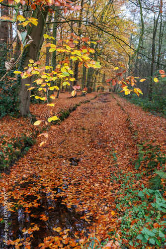 Herbstzeit im Münsterland in der Nähe von Velen