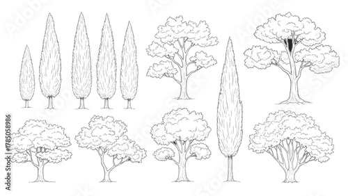 Vector illustration of assortment of trees including conifers and deciduous types in a sketch style on a white background