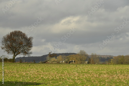 Quelques vaches laitières au bout d'une pâture sous un ciel d'automne à Écaussinnes d'Enghien (Soignies)