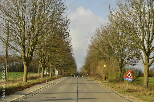 Route à deux bandes entre les platanes en automne à Écaussinnes d'Enghien (Soignies)