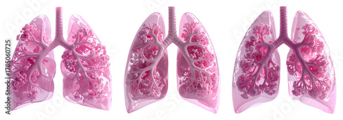 Set of anatomical human lungs models for the respiratory system