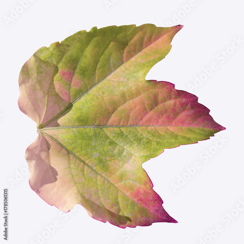 Colorful Autumn Ivy Leaf Closeup With Green To Pink Gradient For Nature And F...