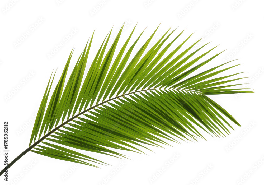 © Labib - Green palm frond leaf isolated on transparent background