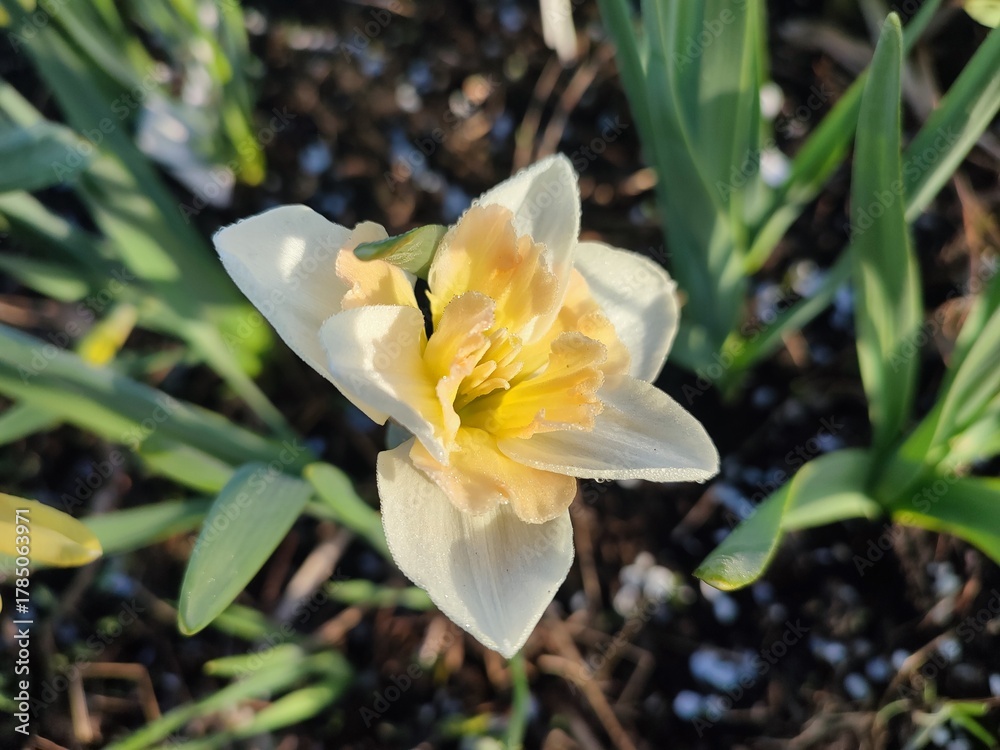 Obraz premium Narcissus Casanova. Blooming daffodil flower with white orange petals on green stem growing in black soil on sunny spring day. Selection breeding of flowers. Agricultural farming and gardening