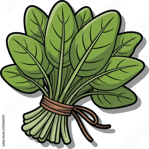 Bunch of fresh spinach leaves tied with a string greens vegetables