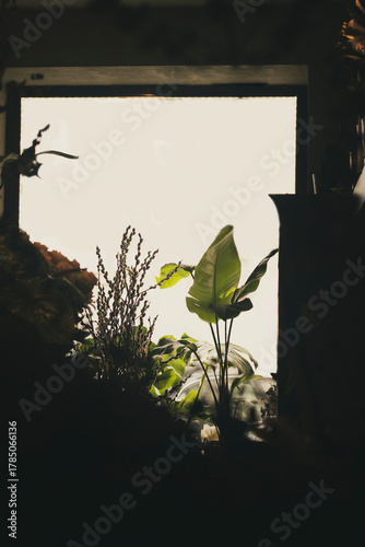 View of a window with indoor plants and sunset light