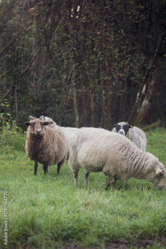 Norway. Domestic Sheep Grazing In Hilly Norwegian Pasture. Sheep Eating Fresh Spring Grass In Green Meadow. Sheep Farming.