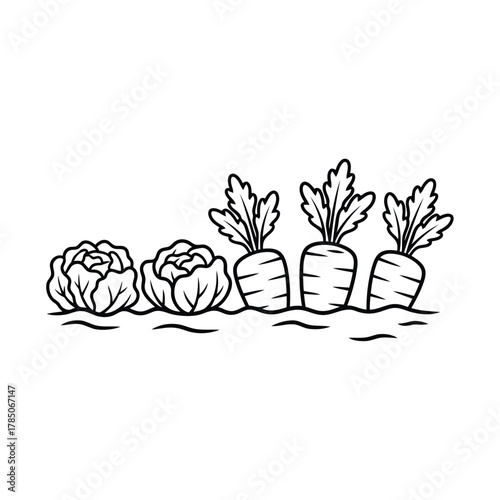 Outline drawing of cabbage and carrot growing in soil