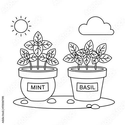 Mint and basil plants growing in pots