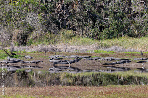 wild alligators in the morning sun