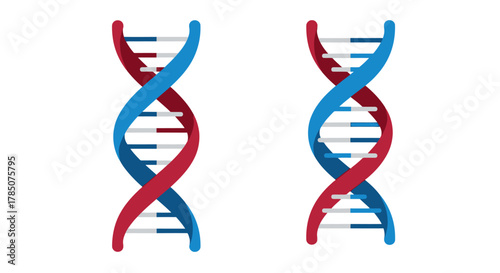 dna strands intertwined in blue and red colors, vector illustration Isolated on white background