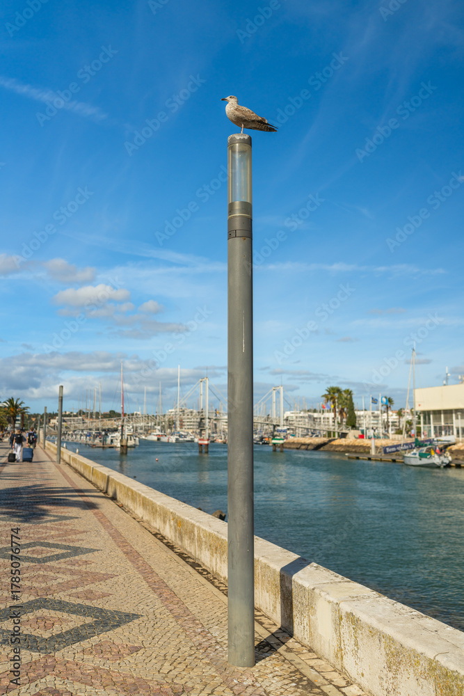 Fototapeta premium Seagull perched on a lamp post by the marina