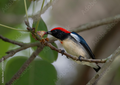 Foto Scarlet-backed flowerpecker