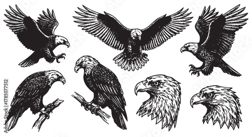 Black and white illustrations of eagles in various poses, including perched on branches and flying with outstretched wings.
