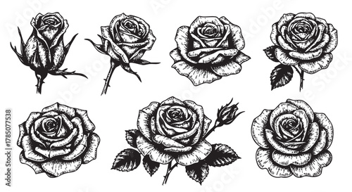 Black and white hand-drawn illustrations of various rose flowers, each with distinct petal arrangements and leaves.