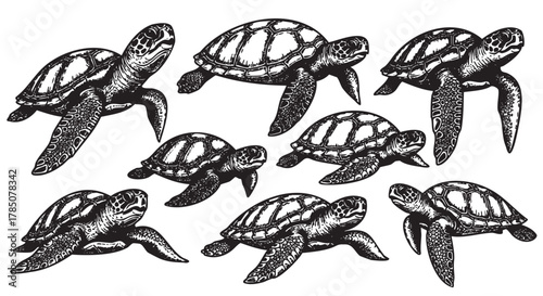 Eight intricately detailed black and white sea turtles with unique shell patterns swimming in various directions.
