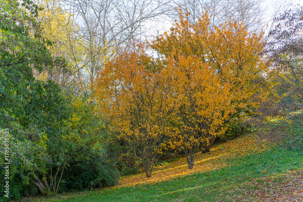 Fototapeta premium Deciduous trees show bright yellow foliage on a green hillside. Sunlight scatters across fallen leaves.