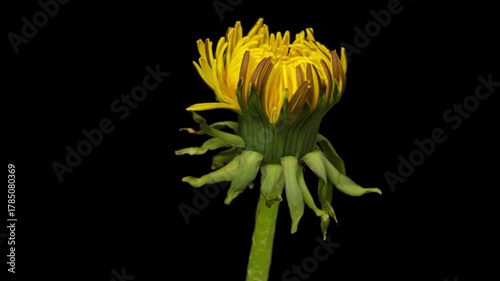 Time lapse blooming Dandelion flower, isolated on pure black background