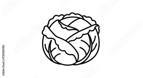 A detailed outline of the agricultural techniques for growing cabbage from seed to harvest. 