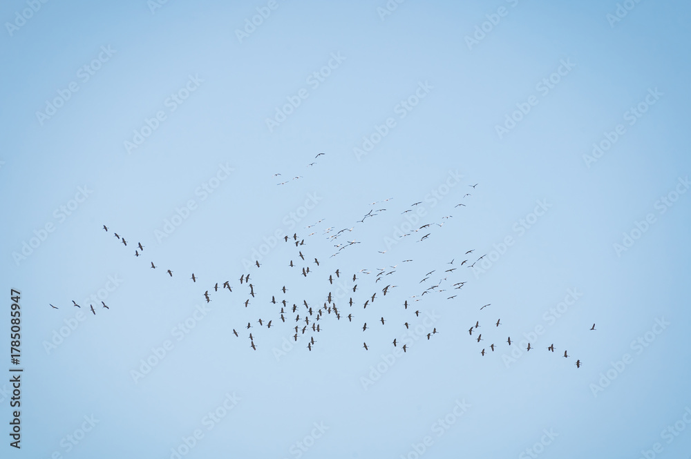 Obraz premium Birds in flight. A silhouettes of cranes in flight. Flock of cranes flies at sunrise. Foggy morning, Sunrise sky background. Common Crane, Grus grus or Grus Communis, big bird in the natural habitat.