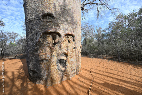 Face in baobab tree trunk.