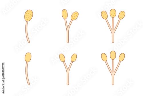 Sequential stages of fungal spore development showing sporangiophores