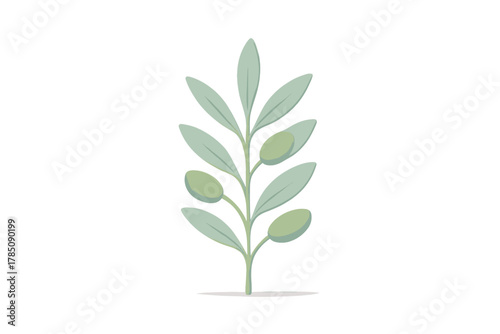 Simple olive branch with green fruit isolated on white background